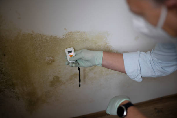 Best Asbestos and Lead Testing During Mold Inspection  in Bath, MI